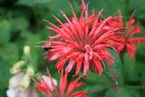 beebalm